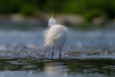 쇠백로 by 55abk