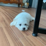 오전     #비숑 #bichon #비숑프리제 #bichonfrise #반려견 #멍스타그... 오전     #비숑 #bichon #비숑프리제 #bichonfrise #반려견 #멍스타그... 