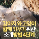 Pin on 강아지 옷만들기