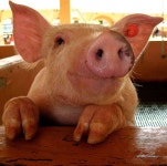 Pigs의 최고 인기 이미지 136개 | 새끼 돼지, Softies 및 농장 동물 Pigs