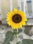 sunflowers에 있는 Nutcha Chuayok님의 핀 | 꽃
