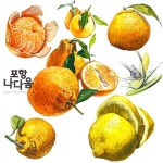 귤, 오렌지, 라임, 레몬 기초디자인 귤, 오렌지, 라임, 레몬 기초디자인 | 신선한 꽃, 수채화, 그림