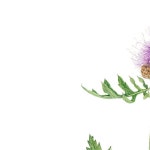 500+개의 보태니컬 아트 아이디어 - 2020 | 아트, 수채화, 꽃그림