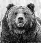 Wyoming Bear | 동물