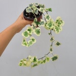 반딧불이아이비 77 / 동일품배송(Hedera helix) - 관엽식물(Foliage)