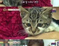 슬픈 사연에 있는 핀