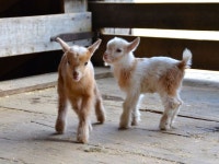 Goats에 관한 115개의 최상의 Pinterest 이미지 | 아기 염소, 농장 동물 및 염소 Goats