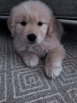 puppy에 있는 Laura Vergori님의 핀