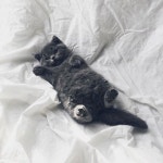 Pin by 하정 김 on 동물 | Cute animals, Kittens cutest, Cute cats