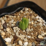 conophytum 빌로붐(움다우스)실생(Conophytum bilobum) - 코노피튬(Conophytum)
