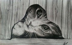 Francesco Sabetti - Italy | Disegni di gatti, Gatto acquerello, Arte animale