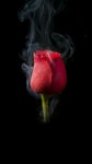 Blume에 관한 51개의 최상의 Pinterest 이미지 | 아름다운 꽃, 정원 가꾸기 및 희귀한 꽃 Blume 