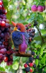 Birds에 관한 268개의 최상의 Pinterest 이미지 | 아름다운 새들, 잠자리 및 자연 Birds