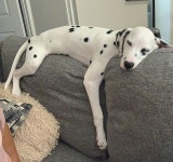 dalmatian my dog 🐕🐕🌍🌎🌏 on Instagram: “.What a sweet 😘😘 double tap 💖 . . . . By📸 @luna_dalmatian_puppy... 