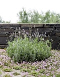 http://www.gardenista.com/wp-content/uploads/2015/03/thyme-terrace-permeable-paving-matthew-williams.jpg | 정원, 주유소 