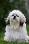 images of beautiful dogs | Lhasa Apso – Welcome to my blog ! | 귀여운 동물, 동물