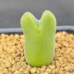 고급스런 스킨 움다우스(3339) - 코노피튬(Conophytum)