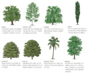  꽃, 산 (나무/꽃/씨앗/산/화산/침엽수/활엽수/산소)
