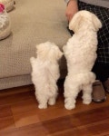 Maltese에 관한 24개의 최상의 Pinterest 이미지 | 강아지, 개와 고양이 및 귀여운 개 Maltese