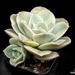 러블리로즈변이(얼큰이중품) 42-207(E. Lovely Rose) - 다육식물(Succulent)