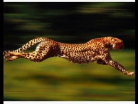 Cheeta | 동물
