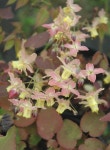 Epimedium x versicolor Versicolor Epimedium x versicolor (Cc.890006)~ New foliage strongly flushed red aging to glossy dark green... 