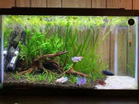 Nano Fish Tanks에 있는 주 미님의 핀
