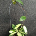 호야 아큐타 알보459[동일상품](Hoya Acuta variegata) - 공기정화식물(air purifying plants)