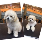 맥주비숑컷 청화동물병원#푸들미용스타일#푸들#푸들미용#베이비컷#배냇미용#poodles#petgroomer#doggroom#dogstagram... 