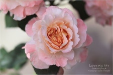 My garden Roses에 있는 Seoha님의 핀