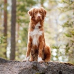 Alma Puppy Dog Tales에 있는 핀