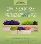 자연친화적인 실내공기청정기! 공기정화 편백 스칸디모스 큐티화분 - 클래식블루 #공기정화 #화분 #스칸디아모스 | 화분