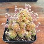 100Pcs/Bag Monanthes Polyphylla Bonsai Succulent Bonsai Flower Bonsai Indoor Plant For Home Grden Potted plant | 다육 식물, 식물