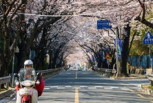 #창원 #벚꽃 #벚꽃축제 #벚꽃놀이 #창원카페 #진해군항제 #photography #photographer #photoofth… | Scenes, Street view... 