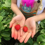 🍓궁금하면 오늘 브이앱 본방사수🍓 #챙이의딸기농장