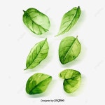 수채화 잎 잎사귀, 수채화 클립 아트, 잎, 초록 PNG 일러스트 및 이미지 에 대한 무료 다운로드 - Pngtree