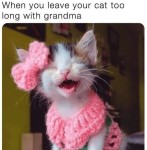 Wholesome Feline Memes for Hooman Cat Lovers Who Need a Mid Week Pick Me Up | Funny cute cats, Cute cats, Cute little animals