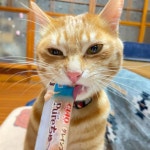 #猫　#cat #고양이 #猫のいる暮らし #自慢のペット #catstagram #catsofinstagram #ちゅーる」 in 2021 | Cats, Animals