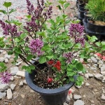 미시즈폴락 중(Pelargonium Mrs Pollock) - 관엽식물(Foliage) 미시즈폴락  중(Pelargonium Mrs Pollock) - 관엽식물(Foliage) in 2024