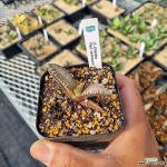 Agave red cat weazle 아가베 레드캣위즐 한선원 - 선인장(Cactus)