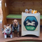 #개신남 #도그캠프 #중소형견애견놀이터 #김포애견놀이터 #중기마루네 #개미남 #sharpei #welshcorg… | Dog activities, Dog... 
