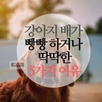 강아지 배가 빵빵 한 이유 5가지 와 해야할 일 | 2026 펫리코