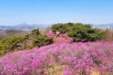 “아직 모르는 사람이 더 많다”… 등산 마니아들만 아는 수도권 진달래 동산