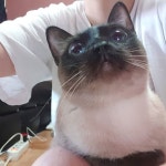 #猫 #ねこ #고양이 #야옹이 #야옹 #냐옹 #냐옹이 #샴 #냥스타그램 #캣스타그램 #고양이그램 #cat #cats #catstagram #siam... 