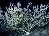 deep sea coral photos - Google Search - 2020 | 산호