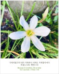 이름모름에 있는 Victor님의 핀 - 2021 | 꽃
