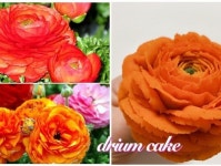 드리움 on Instagram: “🌿drium ✿ 초승달형 ✿ 흑임자설기... #드리움케이크 #드리움 #전주드리움 #드리움떡케이크 #전주모래내시장... 