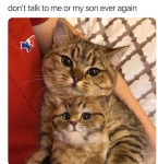 고양이에 있는 웅s님의 핀 | 새끼 고양이, 고양이, 귀여운 고양이