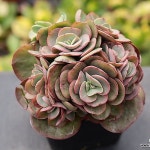 수연 X0291(E. Suyon) - 다육식물(Succulent)