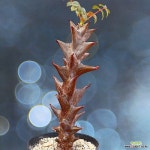 대품 베이셀리아 멕시카나 1(Beiselia Mexicana) - 아프리카식물(Africa Plant)